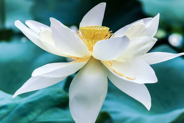 Nahaufnahme Der Weißen Lotusblume — Stockfoto