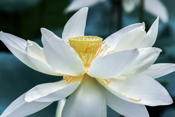 Закрыть Белый Цветок Лотоса — стоковое фото