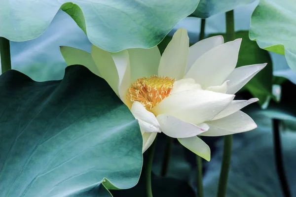 Flor Lótus Branco Com Folhas Verdes — Fotografia de Stock