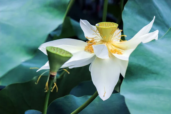 Witte Lotusbloem Met Groene Bladeren — Stockfoto