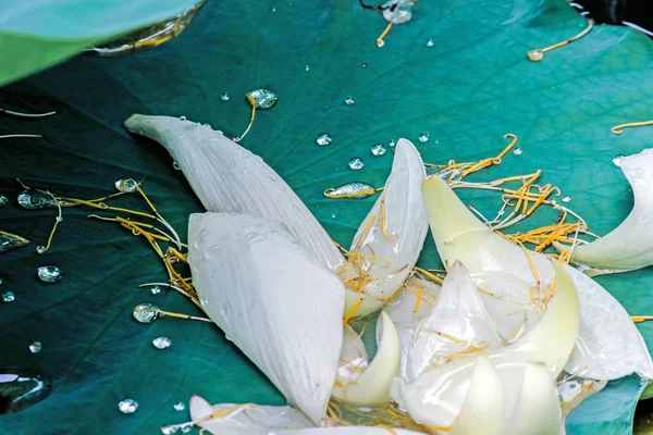 Lotus Πεσμένα Πέταλα Πράσινο Φύλλο — Φωτογραφία Αρχείου
