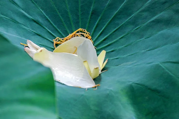 Lotus Πεσμένα Πέταλα Πράσινο Φύλλο — Φωτογραφία Αρχείου