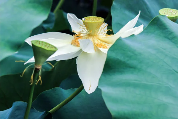 Flor Lótus Branco Com Folhas Verdes — Fotografia de Stock