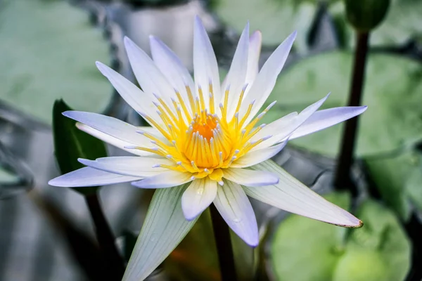 Flor Lírio Água Com Folhas Verdes — Fotografia de Stock