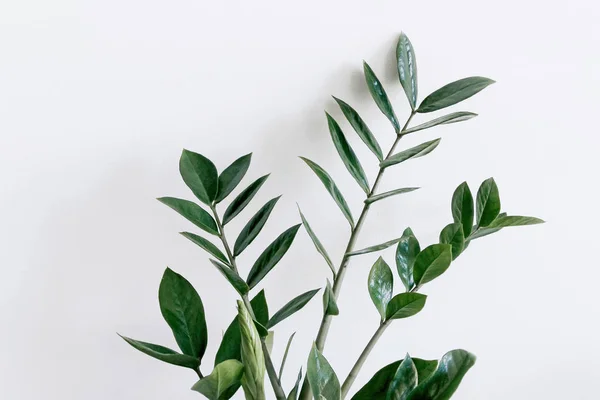 Зелене Листя Рослини Заміокулькас Білою Стіною — стокове фото