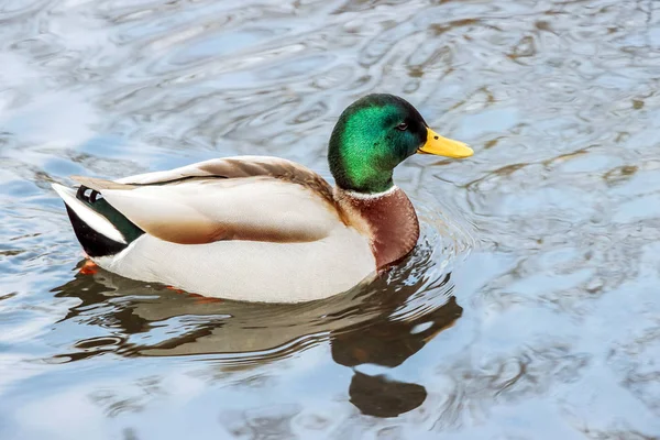 a wild duck floating on water