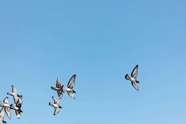 Duiven Vliegen Blauwe Lucht — Stockfoto