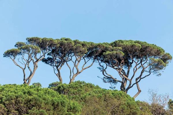 Grandes Coronas Árboles Verdes Cielo Azul —  Fotos de Stock