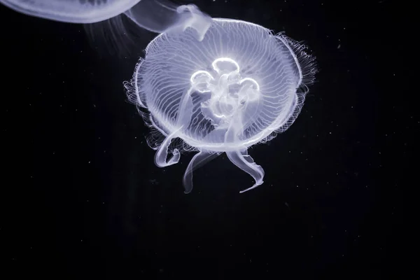 Meduza Wodzie Ciemności — Zdjęcie stockowe