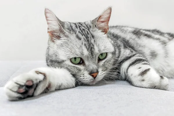 Симпатичная Короткошерстная Кошка Диване — стоковое фото