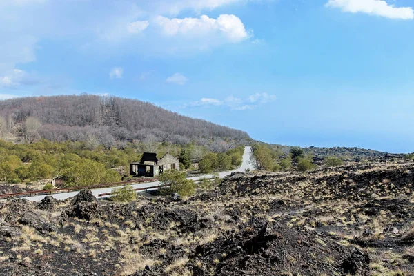 Plantas Crecen Piedra Lava Montaña Etna —  Fotos de Stock