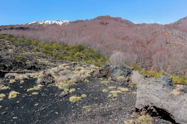 Planten Groeien Lavasteen Berg Etna — Stockfoto
