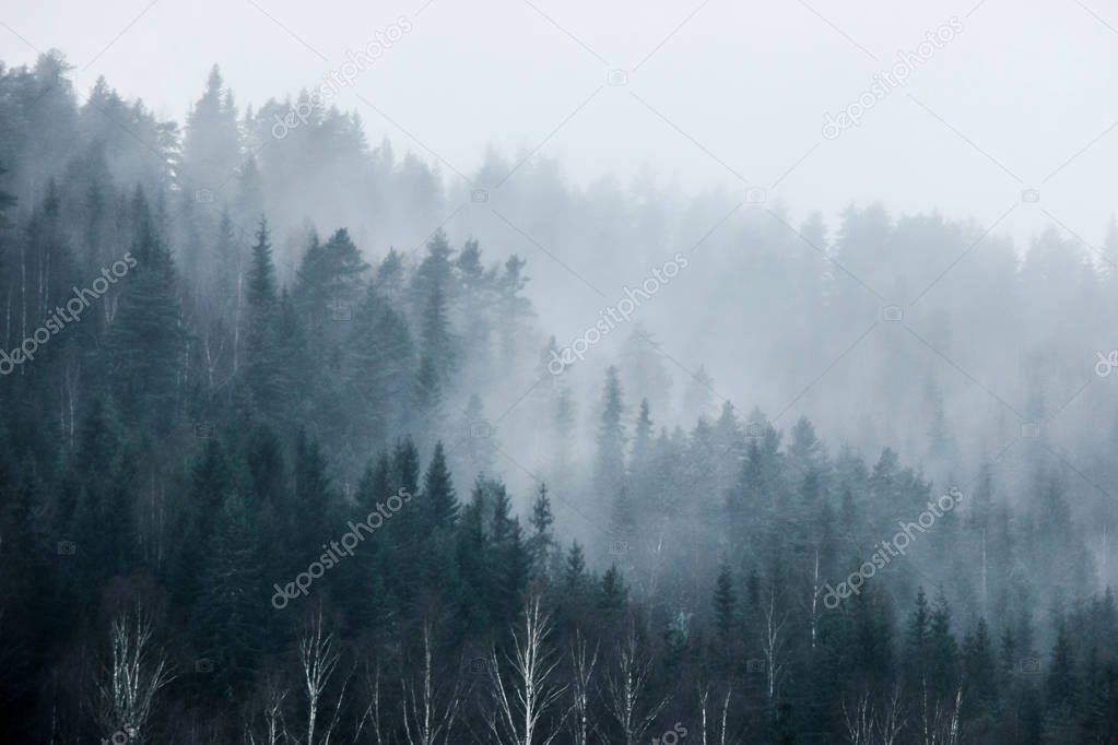forest on mountain in fog