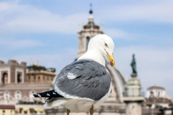 Close Seagull Rome City — Stock Photo, Image