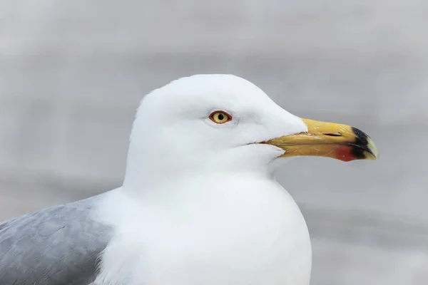 Close White Seagull — Stock Photo, Image