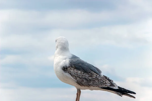 Primer Plano Una Gaviota Blanca — Foto de Stock