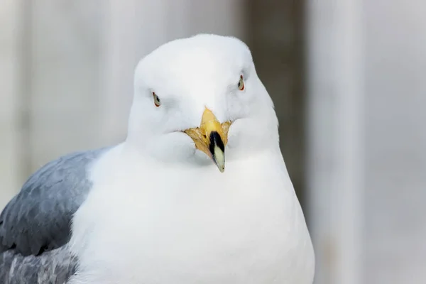 Close White Seagull — Stock Photo, Image