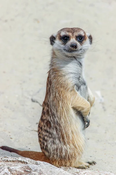 Close Cute Meerkat — Stock Photo, Image