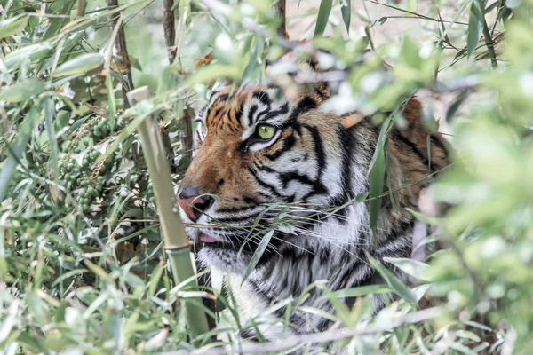 Tigre Caché Derrière Les Plantes — Photo