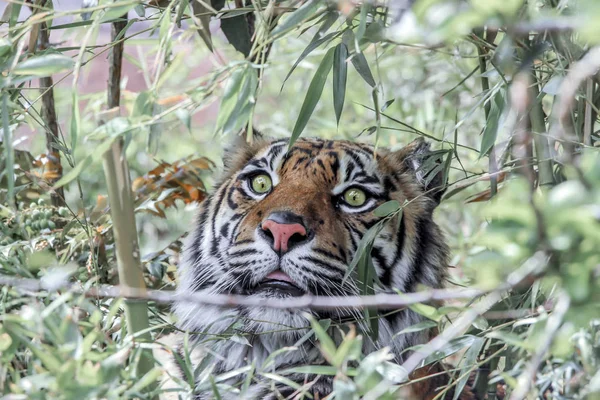 Tigre Caché Derrière Les Plantes — Photo