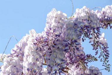 Mor wisteria sinensis çiçek mavi gökyüzünde