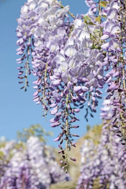 Mor wisteria sinensis çiçek mavi gökyüzünde