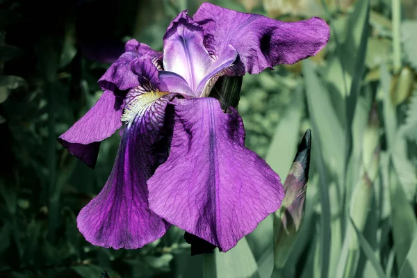 Primo Piano Fiore Iris Viola — Foto Stock