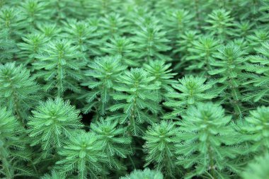 Yeşil Myriophyllum aquaticum bitkiler