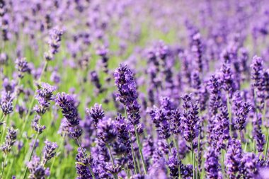 alandaki lavanta çiçek çiçeklenme