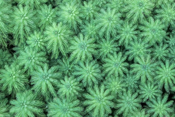 Green Myriophyllum Aquaticum Plants — Stock Photo, Image