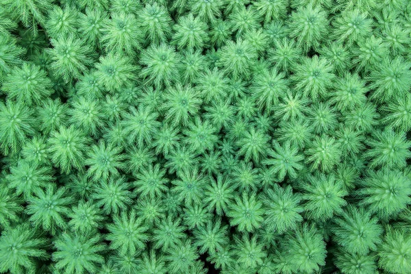 Rośliny Zielone Aquaticum Wywłócznik — Zdjęcie stockowe