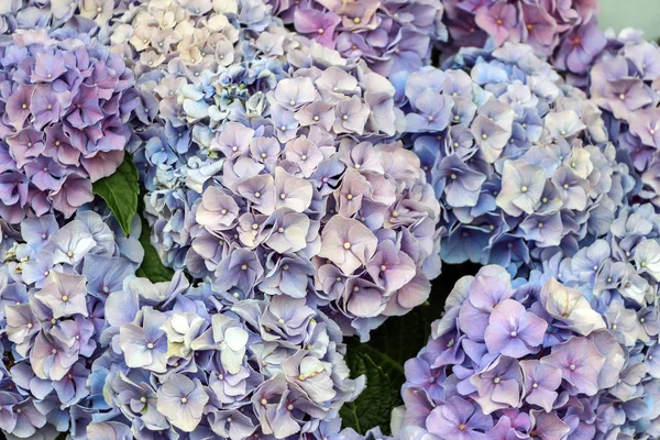 Κοντινό Πλάνο Μοβ Λουλουδιών Ορτανσίας — Φωτογραφία Αρχείου