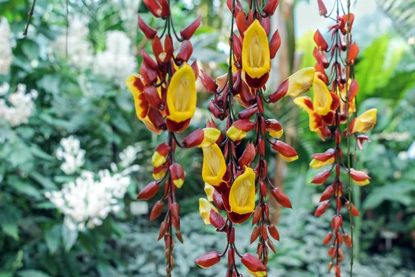 thunbergia mysorensis çiçek asılı