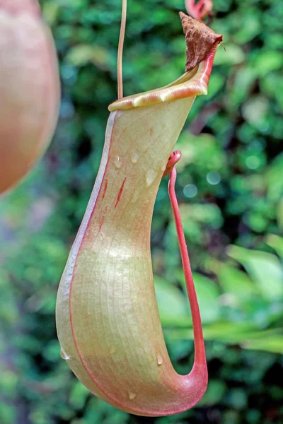 Κοντινό Πλάνο Nepenthes Πράσινα Φυτά — Φωτογραφία Αρχείου