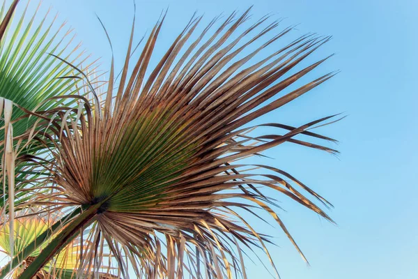 Пальмовые Листья Голубом Небе — стоковое фото