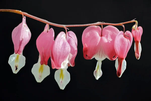Pink Bell Flowers Dark — Stock Photo, Image