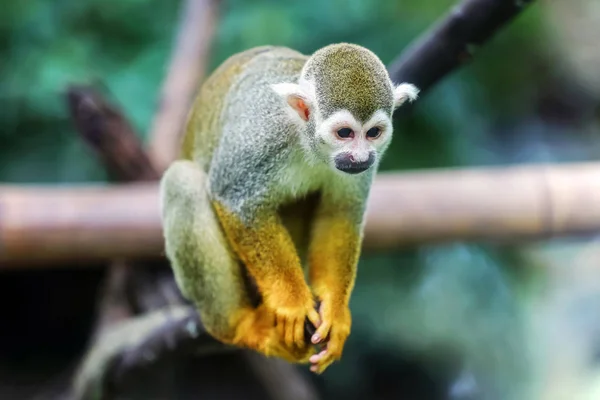 Close Squirrel Monkey — Stock Photo, Image