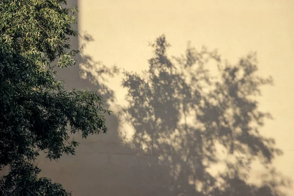 Schatten Des Olivenbaums Der Wand — Stockfoto