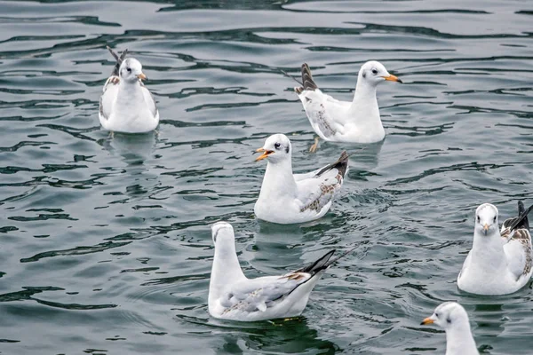 Group Seagulls Water — Stock Photo, Image