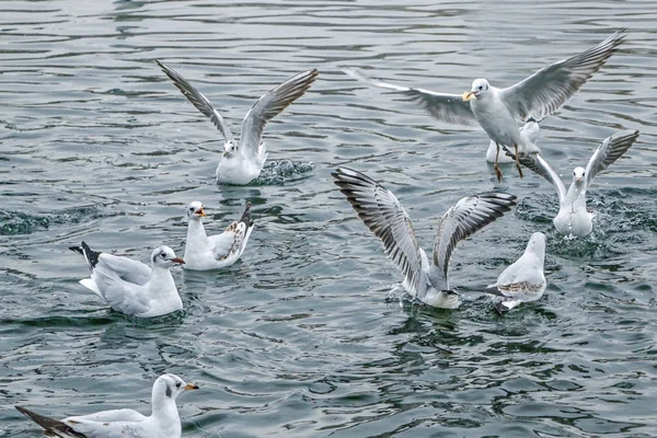 Eine Gruppe Von Möwen Wasser — Stockfoto