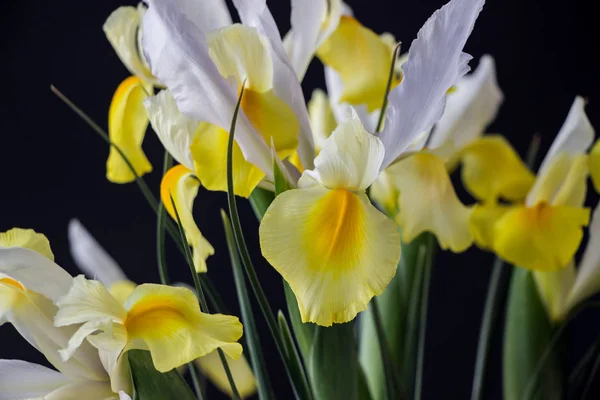 Weiße Gelbe Irisblüte Dunkelheit — Stockfoto