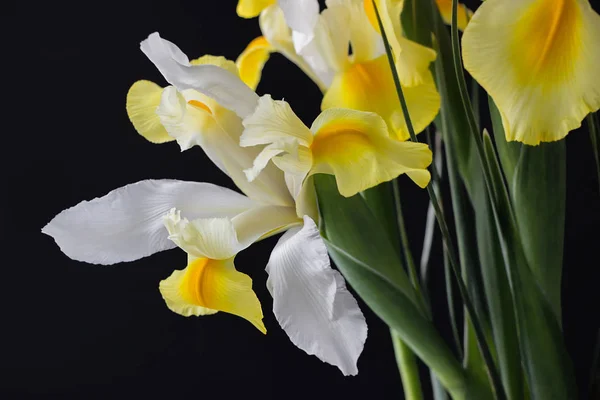 Beyaz Sarı Iris Çiçek Karanlıkta — Stok fotoğraf