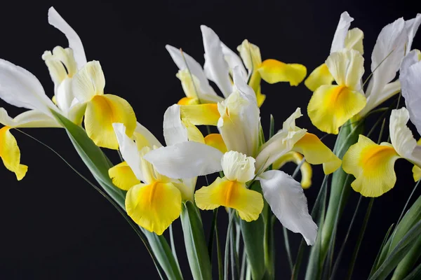 Vit Gul Iris Blomma Mörkret — Stockfoto