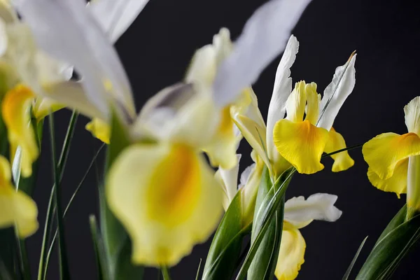 Beyaz Sarı Iris Çiçek Karanlıkta — Stok fotoğraf