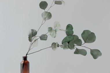 Vazoda beyaz duvar ile okaliptüs şube