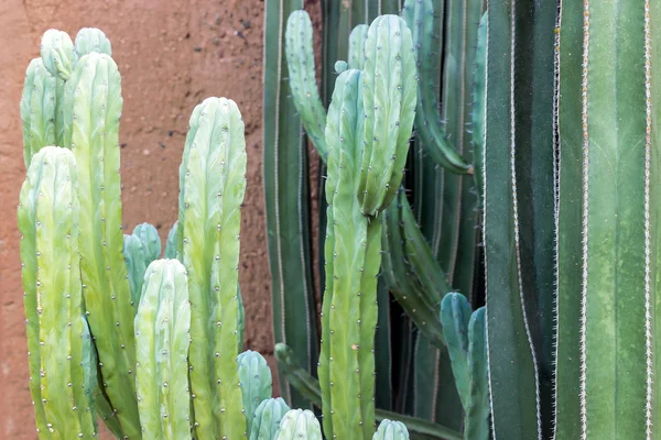 Gran Planta Cactus Jardín — Foto de Stock