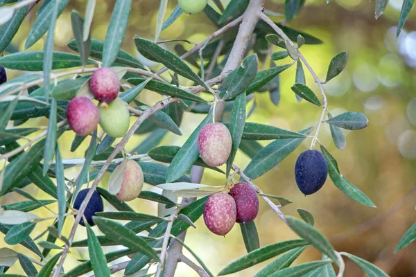 Olijven Takken Met Groen Blad — Stockfoto