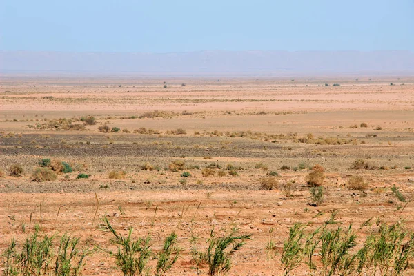 Piante Verdi Che Crescono Nel Deserto — Foto Stock