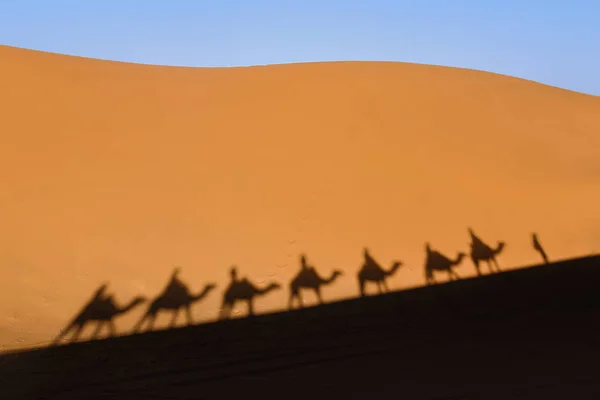 Camel Schaduw Woestijn — Stockfoto