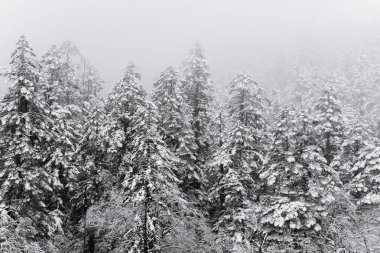 çam ağaçları kar dağ siste